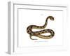 Sahara Sand Viper-null-Framed Giclee Print