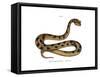 Sahara Sand Viper-null-Framed Stretched Canvas