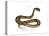Sahara Sand Viper-null-Stretched Canvas