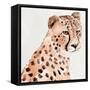 Saharan Cheetah II-Annie Warren-Framed Stretched Canvas