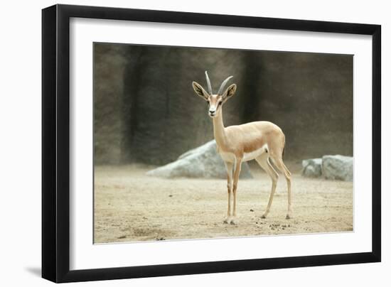 Saharan Dorcas Gazelle Female-null-Framed Photographic Print