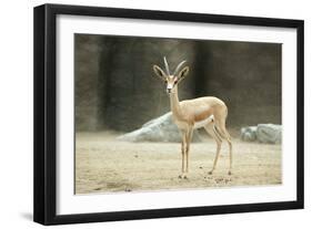 Saharan Dorcas Gazelle Female-null-Framed Photographic Print