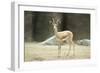 Saharan Dorcas Gazelle Female-null-Framed Photographic Print