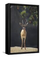 Saharan Dorcas Gazelle-DLILLC-Framed Stretched Canvas