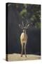 Saharan Dorcas Gazelle-DLILLC-Stretched Canvas