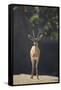 Saharan Dorcas Gazelle-DLILLC-Framed Stretched Canvas