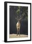 Saharan Dorcas Gazelle-DLILLC-Framed Premium Photographic Print