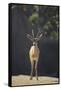 Saharan Dorcas Gazelle-DLILLC-Framed Stretched Canvas