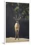 Saharan Dorcas Gazelle-DLILLC-Framed Photographic Print