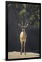 Saharan Dorcas Gazelle-DLILLC-Framed Photographic Print