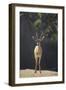 Saharan Dorcas Gazelle-DLILLC-Framed Photographic Print