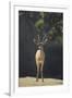 Saharan Dorcas Gazelle-DLILLC-Framed Photographic Print