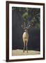 Saharan Dorcas Gazelle-DLILLC-Framed Photographic Print