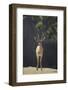 Saharan Dorcas Gazelle-DLILLC-Framed Photographic Print