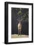 Saharan Dorcas Gazelle-DLILLC-Framed Photographic Print