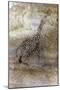 Saharan Rock Painting-null-Mounted Giclee Print