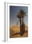 Saharan Scene-Tony Koukos-Framed Giclee Print