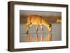 Saiga antelope drinking, Astrakhan, Southern Russia, Russia. Critically endangered species-Valeriy Maleev-Framed Photographic Print