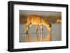 Saiga antelope drinking, Astrakhan, Southern Russia, Russia. Critically endangered species-Valeriy Maleev-Framed Photographic Print