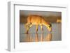 Saiga antelope drinking, Astrakhan, Southern Russia, Russia. Critically endangered species-Valeriy Maleev-Framed Photographic Print