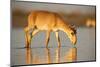 Saiga antelope drinking, Astrakhan, Southern Russia, Russia. Critically endangered species-Valeriy Maleev-Mounted Photographic Print