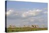 Saiga Antelope (Saiga Tatarica) Herd at Salt Lick, Cherniye Zemli(Black Earth) Nr, Kalmykia, Russia-Shpilenok-Stretched Canvas