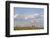 Saiga Antelope (Saiga Tatarica) Herd at Salt Lick, Cherniye Zemli(Black Earth) Nr, Kalmykia, Russia-Shpilenok-Framed Photographic Print