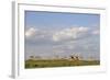 Saiga Antelope (Saiga Tatarica) Herd at Salt Lick, Cherniye Zemli(Black Earth) Nr, Kalmykia, Russia-Shpilenok-Framed Photographic Print