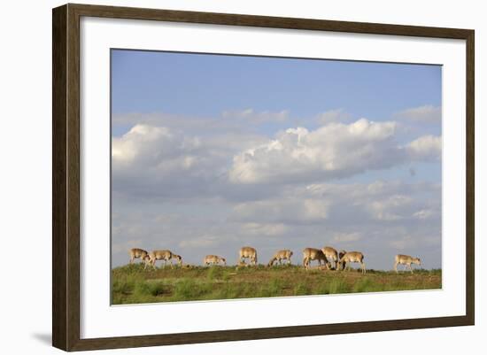 Saiga Antelope (Saiga Tatarica) Herd at Salt Lick, Cherniye Zemli(Black Earth) Nr, Kalmykia, Russia-Shpilenok-Framed Photographic Print