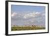 Saiga Antelope (Saiga Tatarica) Herd at Salt Lick, Cherniye Zemli(Black Earth) Nr, Kalmykia, Russia-Shpilenok-Framed Photographic Print