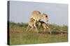 Saiga Antelope (Saiga Tatarica) with Two Calves Suckling Near Cherniye Zemli Nr, Kalmykia, Russia-Shpilenok-Stretched Canvas