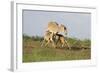 Saiga Antelope (Saiga Tatarica) with Two Calves Suckling Near Cherniye Zemli Nr, Kalmykia, Russia-Shpilenok-Framed Photographic Print