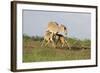 Saiga Antelope (Saiga Tatarica) with Two Calves Suckling Near Cherniye Zemli Nr, Kalmykia, Russia-Shpilenok-Framed Photographic Print