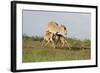 Saiga Antelope (Saiga Tatarica) with Two Calves Suckling Near Cherniye Zemli Nr, Kalmykia, Russia-Shpilenok-Framed Photographic Print