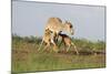 Saiga Antelope (Saiga Tatarica) with Two Calves Suckling Near Cherniye Zemli Nr, Kalmykia, Russia-Shpilenok-Mounted Photographic Print