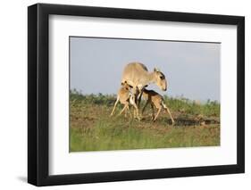 Saiga Antelope (Saiga Tatarica) with Two Calves Suckling Near Cherniye Zemli Nr, Kalmykia, Russia-Shpilenok-Framed Photographic Print