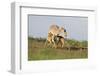 Saiga Antelope (Saiga Tatarica) with Two Calves Suckling Near Cherniye Zemli Nr, Kalmykia, Russia-Shpilenok-Framed Photographic Print