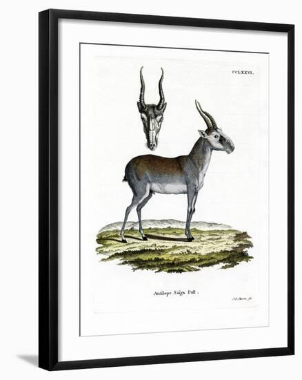 Saiga-null-Framed Premium Giclee Print