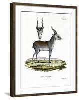 Saiga-null-Framed Premium Giclee Print