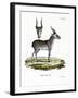 Saiga-null-Framed Premium Giclee Print