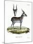 Saiga-null-Mounted Premium Giclee Print