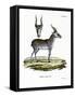 Saiga-null-Framed Stretched Canvas
