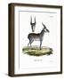 Saiga-null-Framed Giclee Print