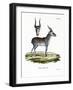 Saiga-null-Framed Giclee Print