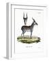 Saiga-null-Framed Giclee Print