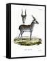 Saiga-null-Framed Stretched Canvas