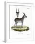 Saiga-null-Framed Giclee Print