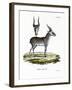 Saiga-null-Framed Giclee Print