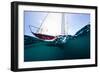 Sailboat Competing in the Grenada Sailing Festival, Grenada-null-Framed Photographic Print