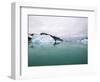 Sailboat Cruising the Arctic-Onne van der Wal-Framed Photographic Print